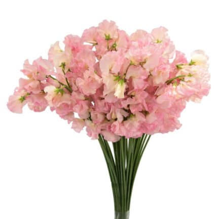 Sweet Pea Sakura holl(lt pk)