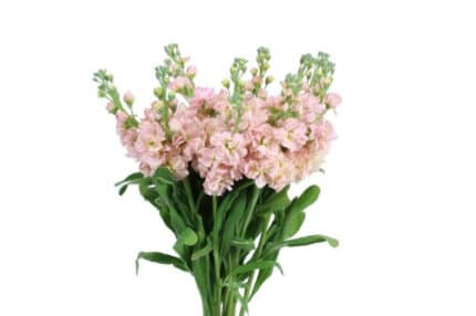 Stock Peach galleria