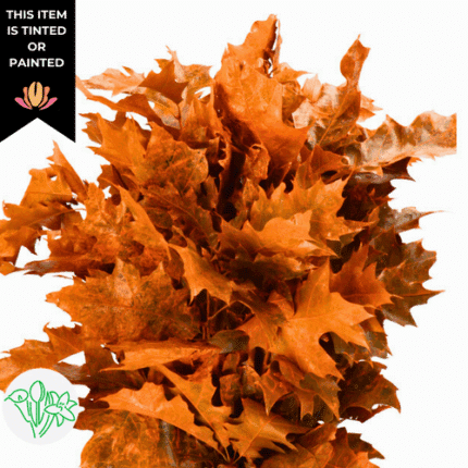 Dried Oak Rubra Burnt Org holl
