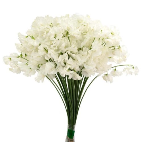 32fdfb4f-c6f6-49b3-983d-5a4b8540801d.jpg Sweet Pea Yuki choice - Image 1