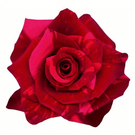 Rose Red panther 60cm Florecal