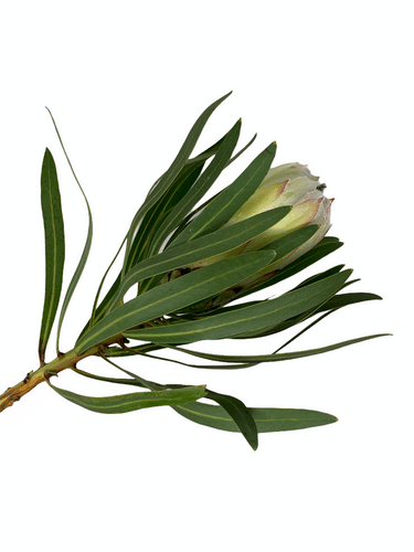 Protea White Knight holex(st)