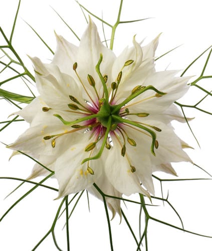 Nigella White camflor -