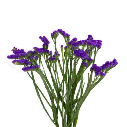 Statice Purple misty
