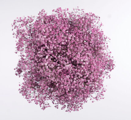 Baby'sBreath Xlence Burgundy m