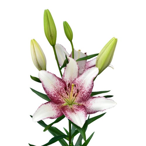 3327b779-a99a-4586-93b7-48460ce80e27.jpg Lily Tango Zanica rio - Image 1