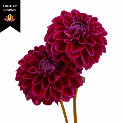 Dahlia Diva local