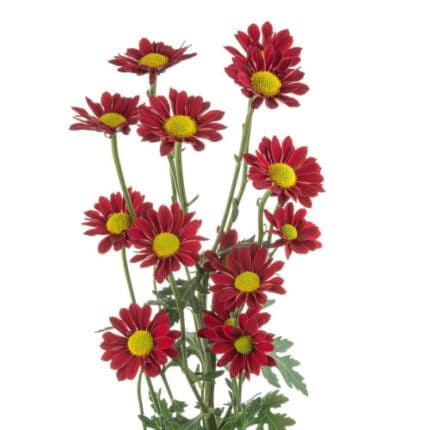 Pom Micro Daisy Troy Red sole