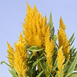 Celosia Creme mccreight