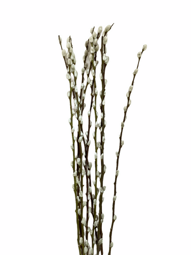 P.Willow French 4-6'(5st) krae