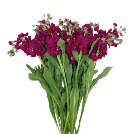 Stock Burgundy holex