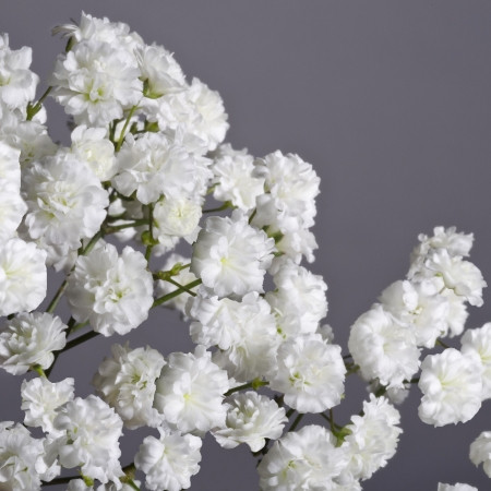 336db523-8401-486b-9eb8-a45c914fcb2b.jpg Baby'sBreath Magnet esmeralda - Image 1