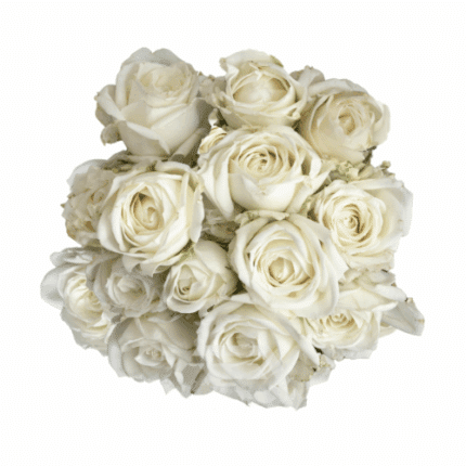 RoseSpray Sweet Dreams Tessa - SR SWEET DREA TESSA