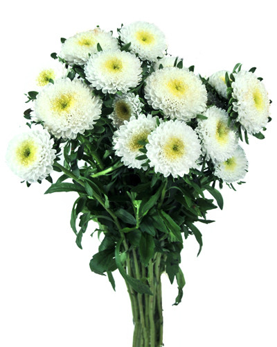 Aster Matsu. White p&f