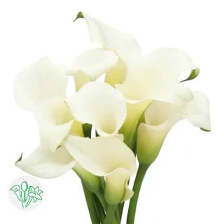 Calla CrystalBlush holl
