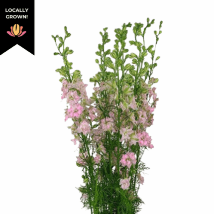 Larkspur Pink cramer - LAR PINK CRAMER
