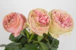 Rose Pride Of Jane rfi - Image 2