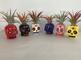 2" AIR PLANT SUGAR SKULL