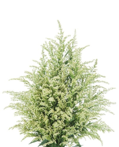 Solidago White mellano
