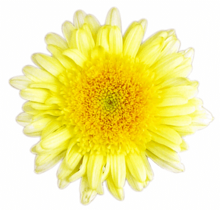 Mum Cremon Yellow Zembla bella