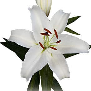 Lily Rialto o.b. 3bl