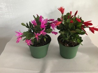 6" SPRING CACTUS