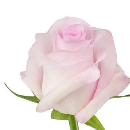 Rose SweetAkito 50cm ecuanros