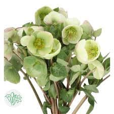 Helleborus Moondance holl
