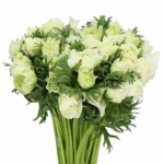 Anemone White Fullstar anton