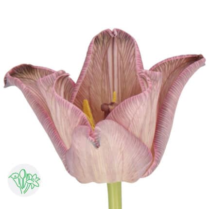 Tulip Co Coronet Moulin Rouge