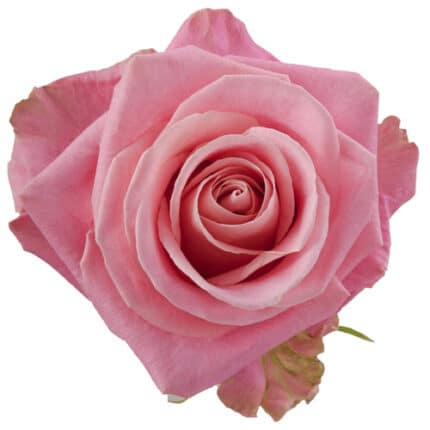 Rose Hermosa 60cm naranjo