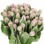 Tulip Blush Dbl holl - Image 2