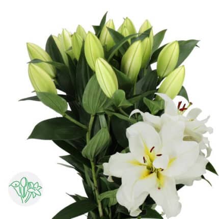 Lily Dbl Blizzard holl