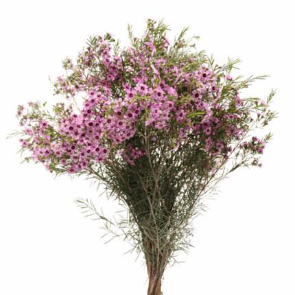 Waxflower Dees Delight mellano