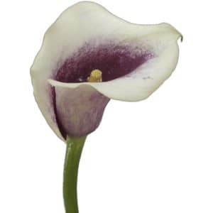 Calla Picasso holl
