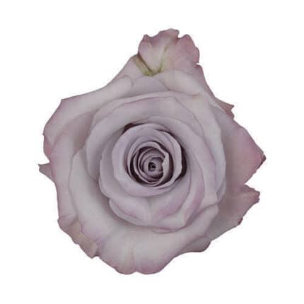 Rose Purple Haze 60cm fl. comp