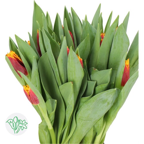 341ea3c1-c931-4243-9732-60c6dead9b82.jpg Tulip Frill Red Org holl - Image 1
