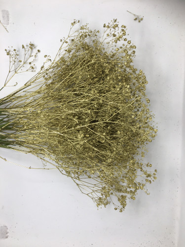 Baby'sBreath Painted Gold holl
