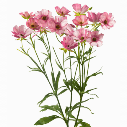 Ranunculus Buttefly Lycia choi