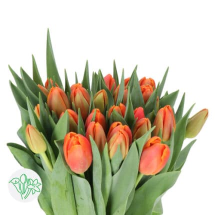 Tulip Double Icoon Super holl