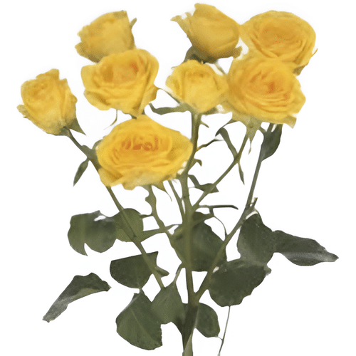 344ae754-7e5b-4903-8ba4-986092cafb63.png RoseSpray Ramonda holl - Image 1