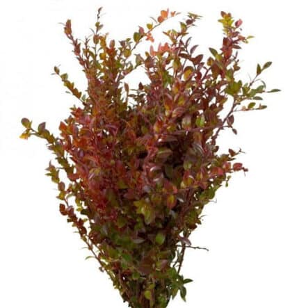 Sweet huck red 8oz bunches