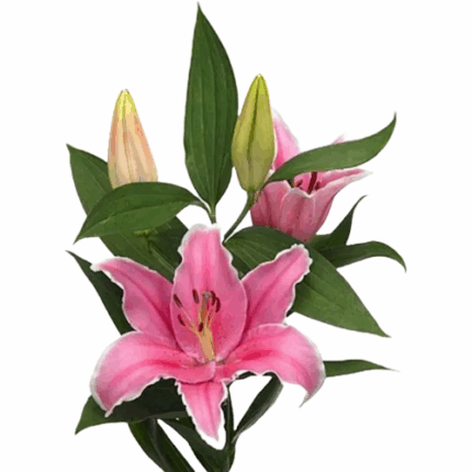 Lily Marlon 3-5 bl florisol