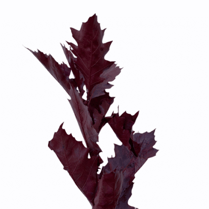 Dried Oak Preserved Burgundy h