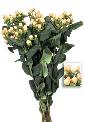 Hypericum Mellow Romance 60cm.