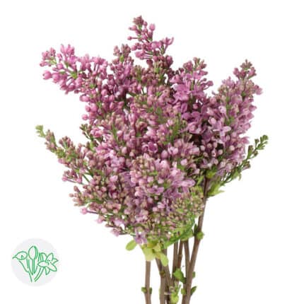 Lilac Dk Koster holl 4hd