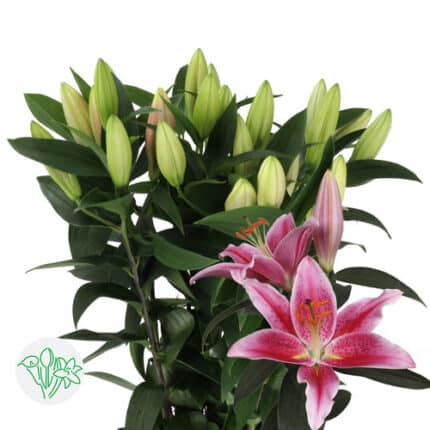 Lily Calvados holl