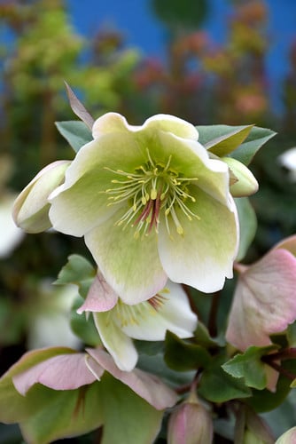 Helleborus Molly White holl