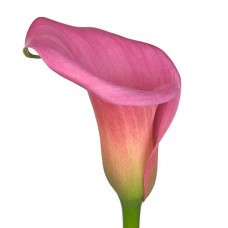 Callas Capt. Violetta holl