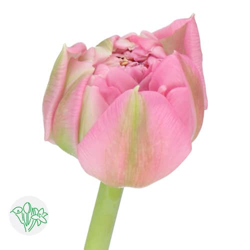 34bccb2f-0f80-44eb-9d6c-46413fbba2e6.jpg Tulip Dbl Blush holl - Image 1